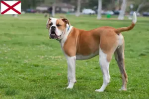 Read more about the article American Bulldog breeders and puppies in Alabama