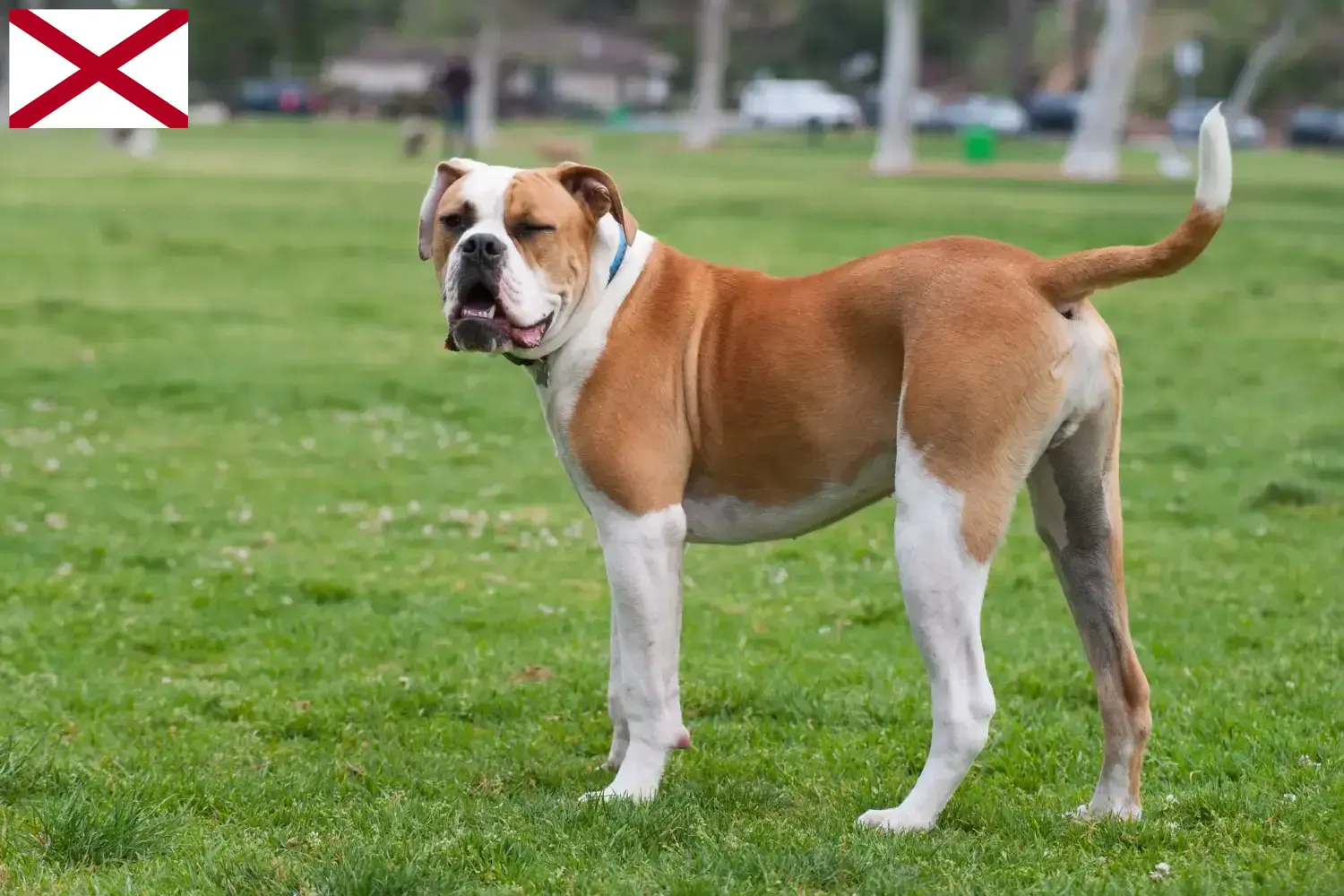 American Bulldog puppies and breeders Alabama Find American Bulldogs breeders in Alabama.