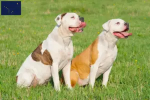 Read more about the article American Bulldog breeders and puppies in Alaska