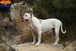 Read more about the article American Bulldog breeders and puppies in Arizona