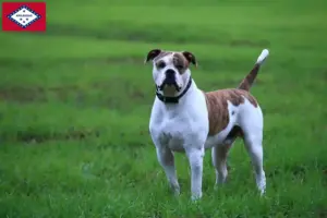 Read more about the article American Bulldog breeders and puppies in Arkansas