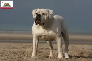 Read more about the article American Bulldog breeders and puppies in California