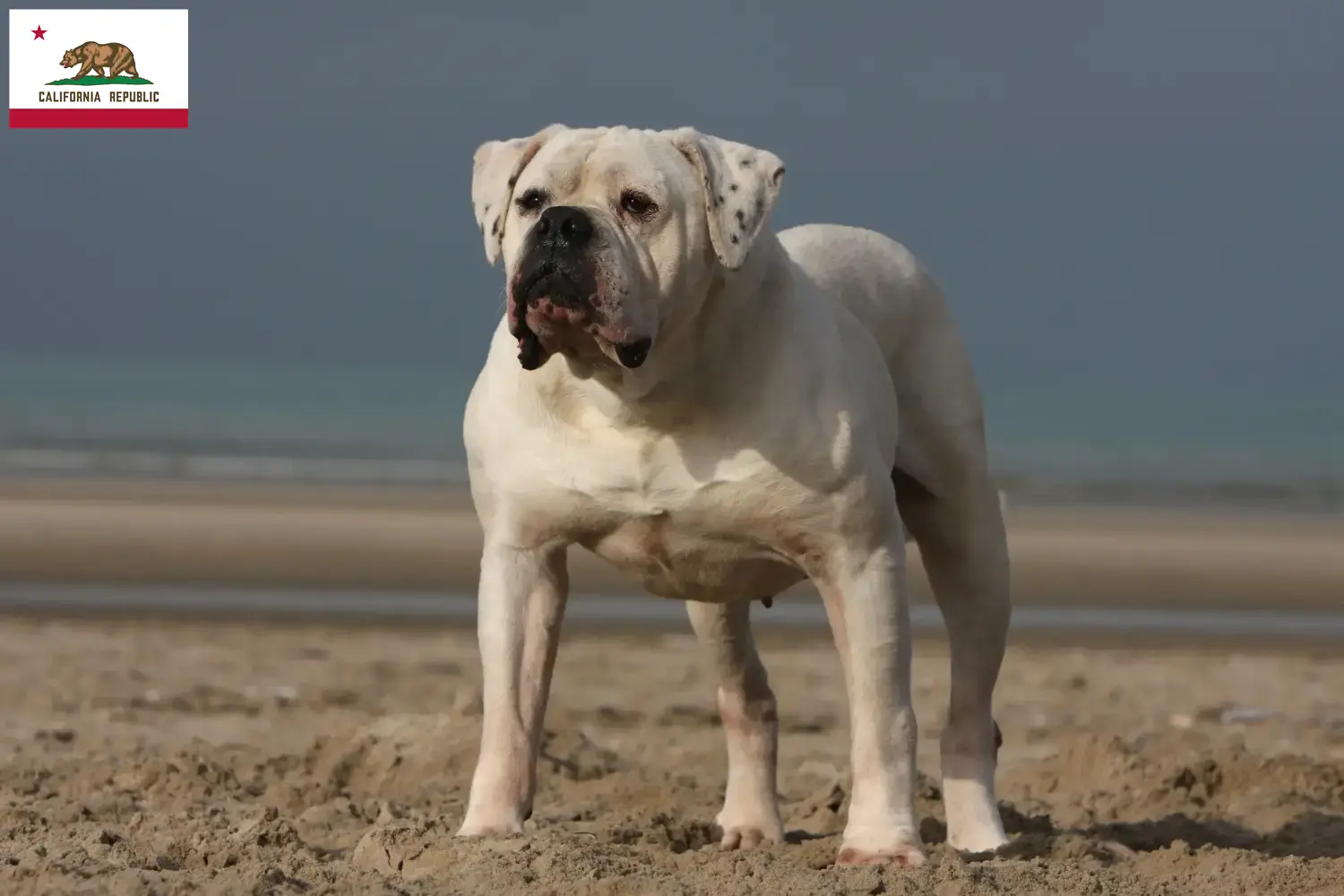 American Bulldog puppies and breeders California Find American Bulldogs breeders in California.