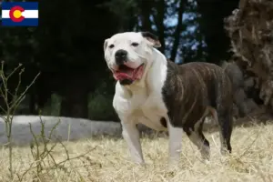 Read more about the article American Bulldog breeders and puppies in Colorado