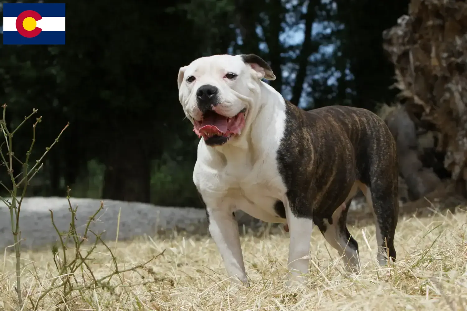 Read more about the article American Bulldog breeders and puppies in Colorado