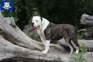 Read more about the article American Bulldog breeders and puppies in Connecticut