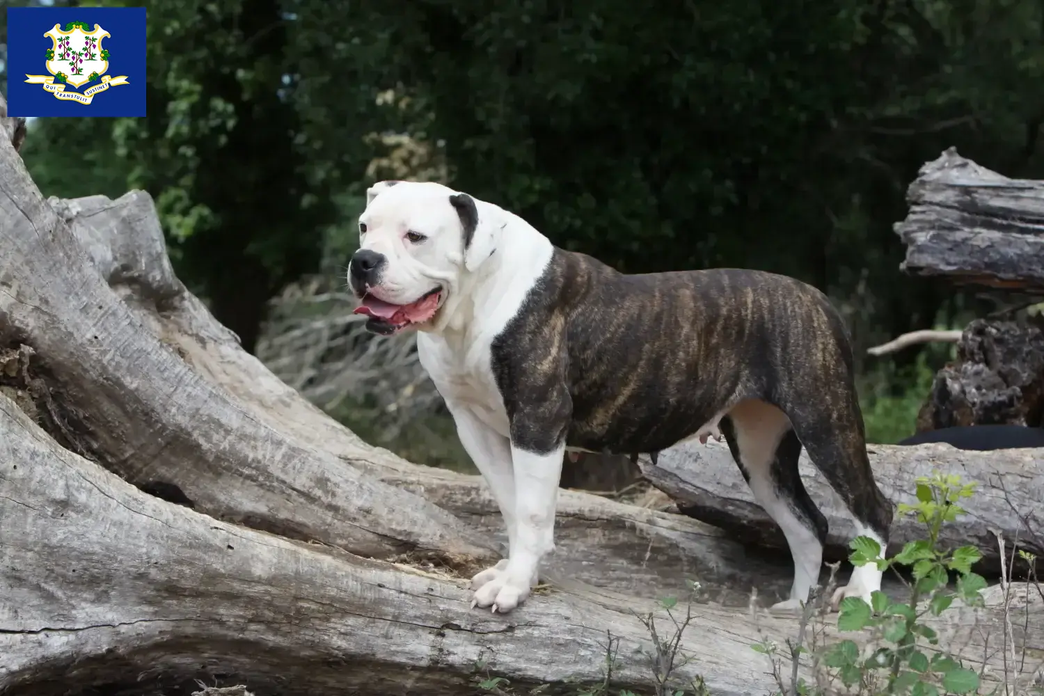 Read more about the article American Bulldog breeders and puppies in Connecticut