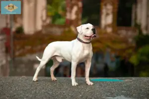 Read more about the article American Bulldog breeders and puppies in Delaware