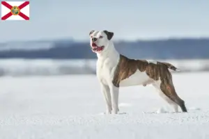 Read more about the article American Bulldog breeders and puppies in Florida