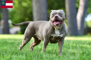 Read more about the article American Bulldog breeders and puppies in Georgia