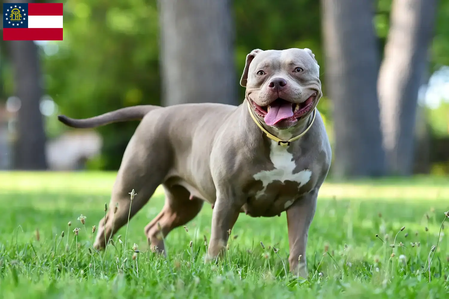 Read more about the article American Bulldog breeders and puppies in Georgia