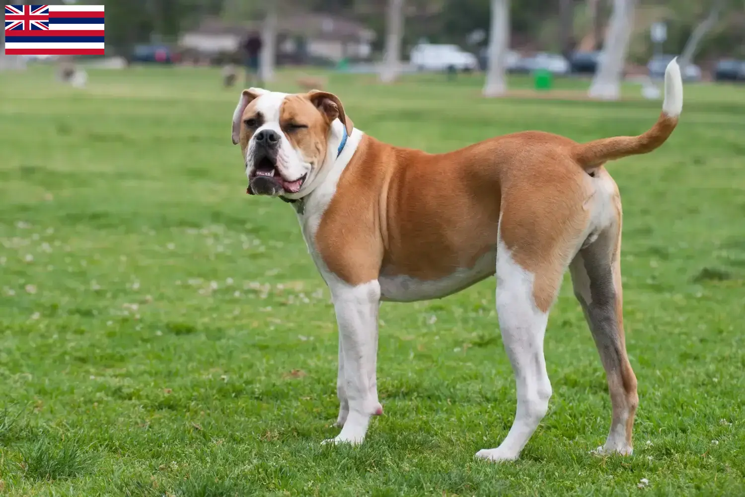 Read more about the article American Bulldog breeders and puppies in Hawaii