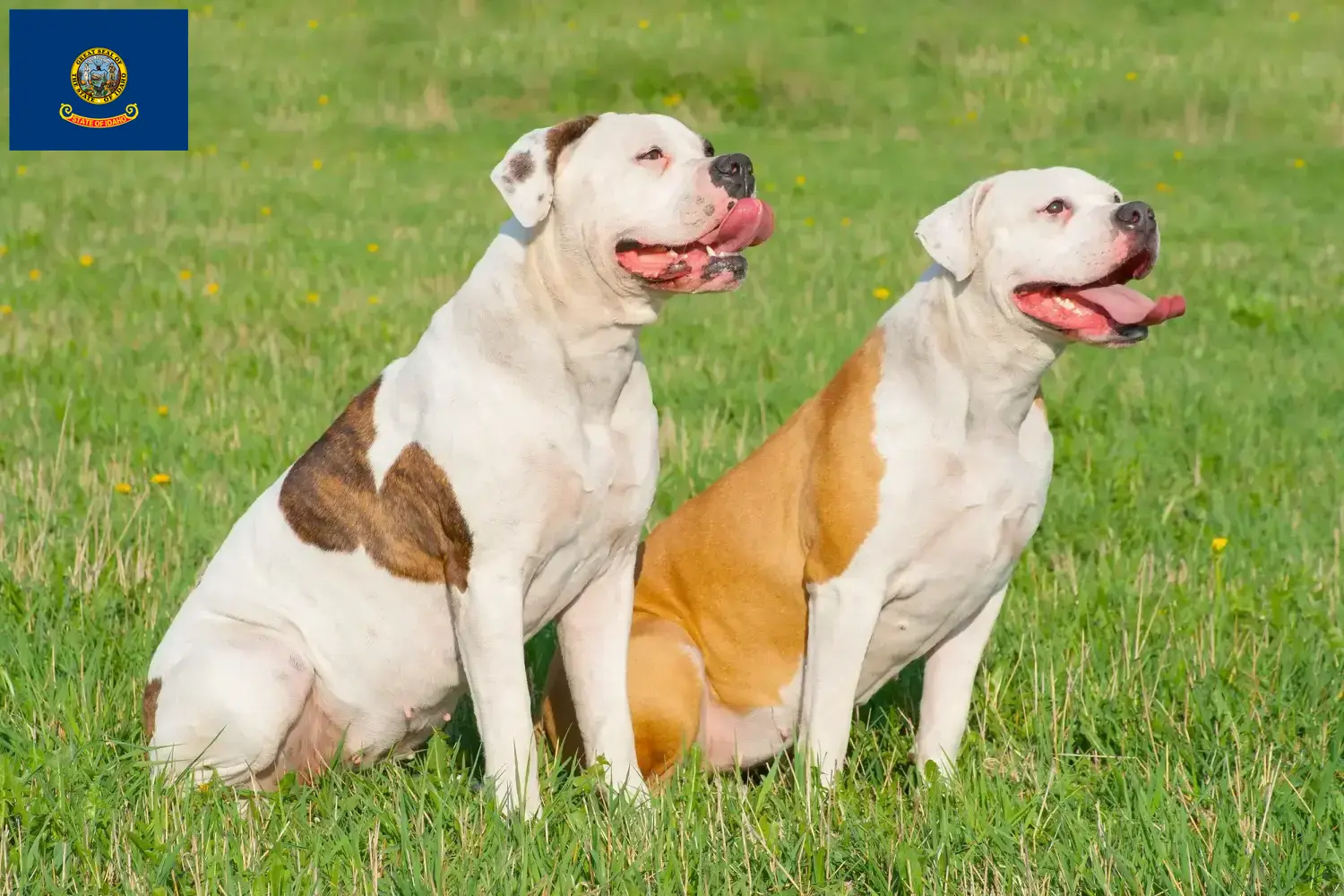 Read more about the article American Bulldog breeders and puppies in Idaho