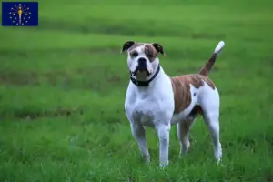 Read more about the article American Bulldog breeders and puppies in Indiana