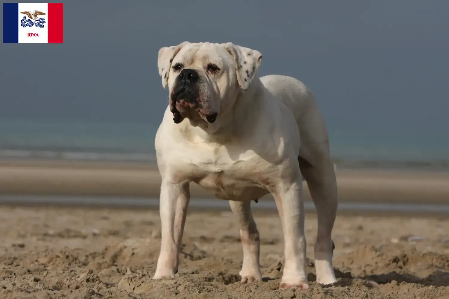 Read more about the article American Bulldog breeders and puppies in Iowa