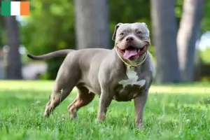 Read more about the article American Bulldog breeders and puppies in Ireland
