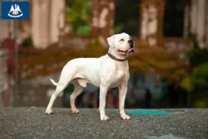 Read more about the article American Bulldog breeders and puppies in Louisiana