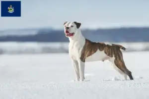 Read more about the article American Bulldog breeders and puppies in Maine