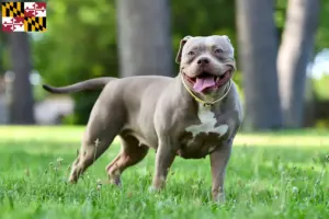 Read more about the article American Bulldog breeders and puppies in Maryland
