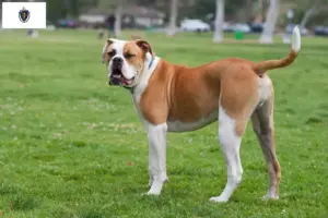 Read more about the article American Bulldog breeders and puppies in Massachusetts