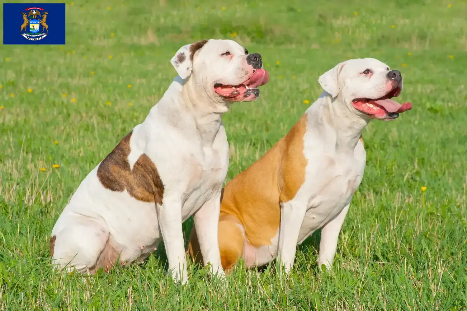 American Bulldog puppies and breeders Michigan Find American Bulldogs breeders in Michigan.