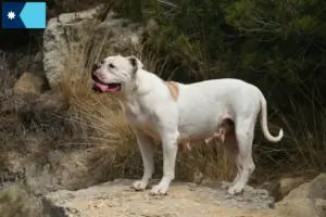 Read more about the article American Bulldog breeders and puppies in Minnesota