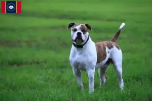 Read more about the article American Bulldog breeders and puppies in Mississippi