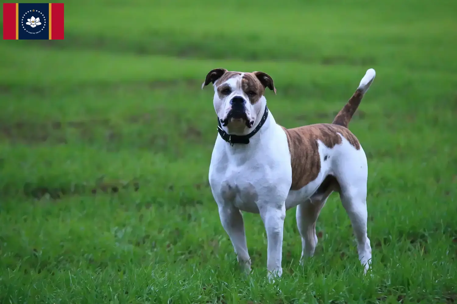 American Bulldog puppies and breeders Mississippi Find American Bulldogs breeders in Mississippi.