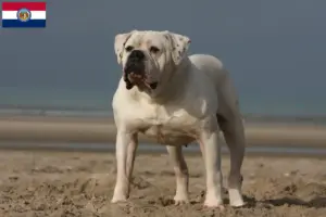 Read more about the article American Bulldog breeders and puppies in Missouri