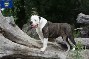 Read more about the article American Bulldog breeders and puppies in Nebraska
