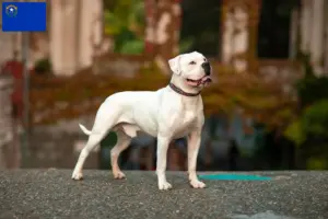 Read more about the article American Bulldog breeders and puppies in Nevada