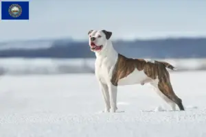 Read more about the article American Bulldog breeders and puppies in New Hampshire