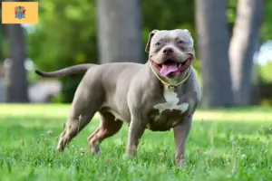 Read more about the article American Bulldog breeders and puppies in New Jersey