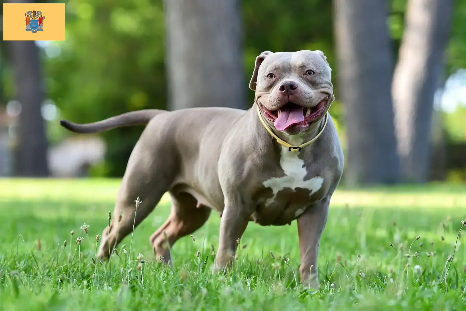 American Bulldog puppies and breeders New Jersey Find American Bulldogs breeders in New Jersey.