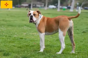 Read more about the article American Bulldog breeders and puppies in New Mexico