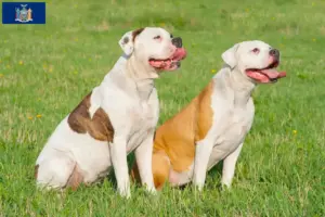 Read more about the article American Bulldog breeders and puppies in New York