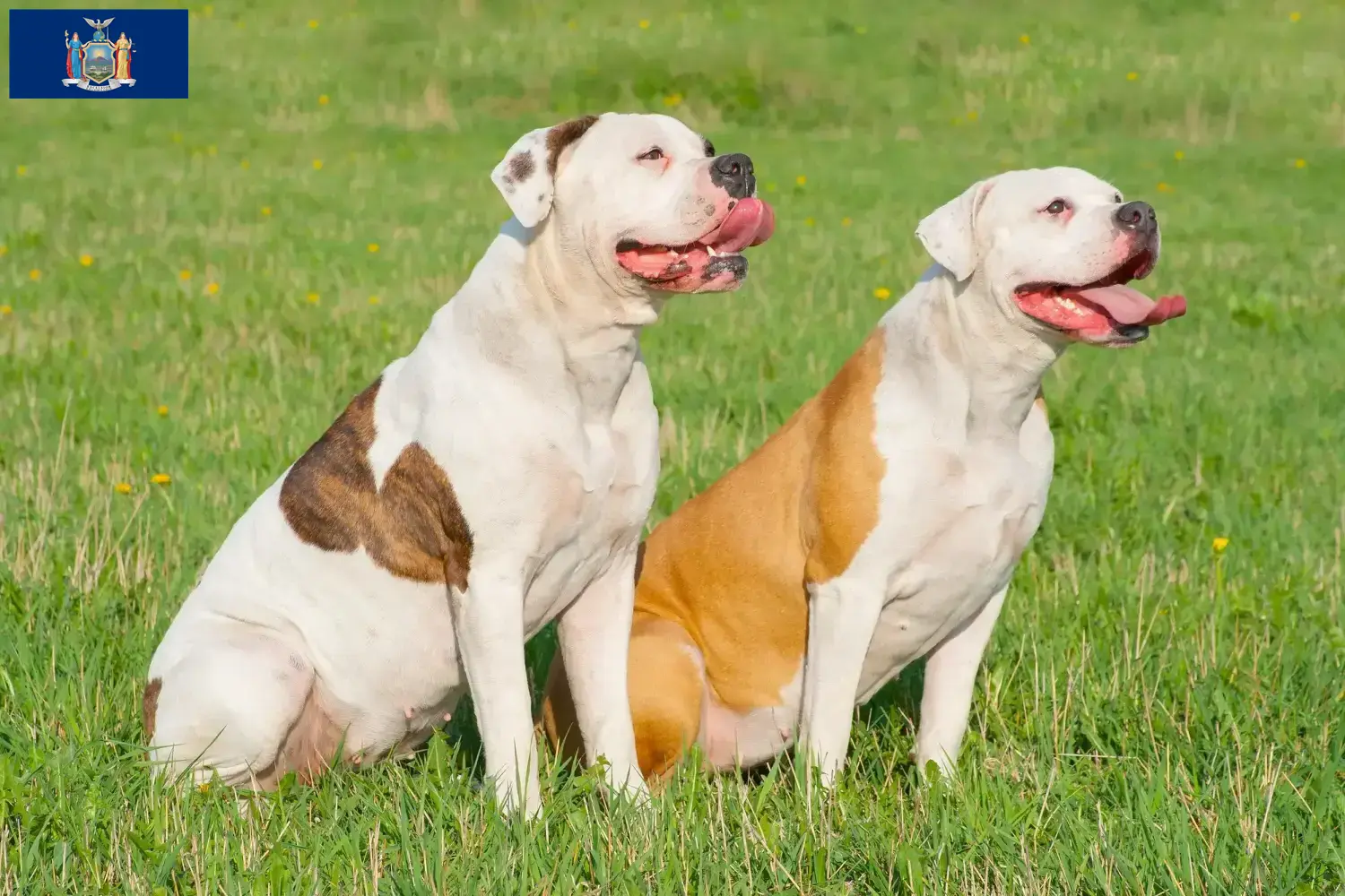 American Bulldog puppies and breeders New York Find American Bulldogs breeders in New York here.