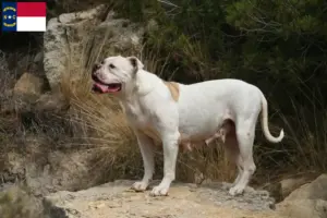Read more about the article American Bulldog breeders and puppies in North Carolina