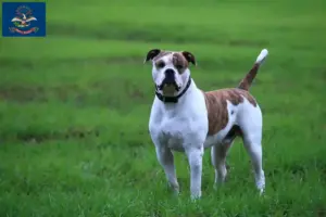 Read more about the article American Bulldog breeders and puppies in North Dakota