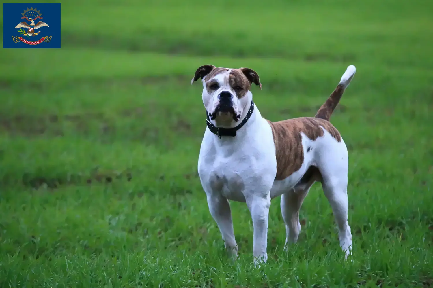 American Bulldog puppies and breeders North Dakota Find American Bulldogs breeders in North Dakota.