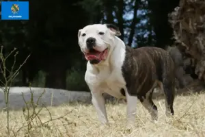 Read more about the article American Bulldog breeders and puppies in Oklahoma