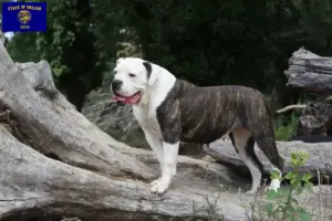 Read more about the article American Bulldog breeders and puppies in Oregon