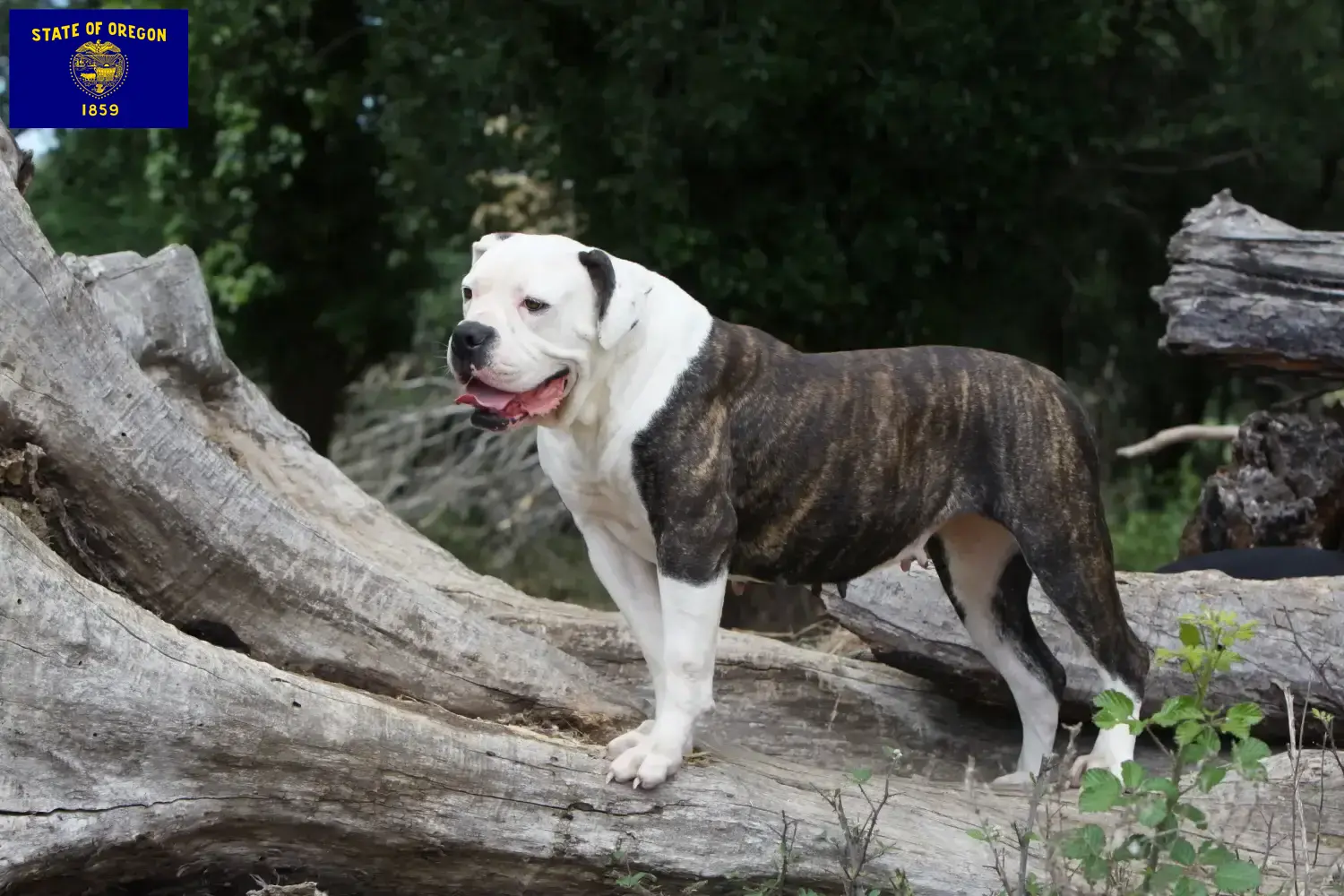 American Bulldog puppies and breeders Oregon Find American Bulldogs breeders in Oregon.