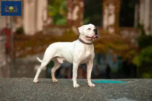 Read more about the article American Bulldog breeders and puppies in Pennsylvania