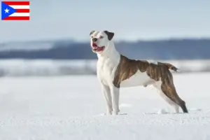 Read more about the article American Bulldog breeders and puppies in Puerto Rico
