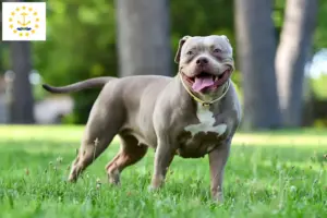 Read more about the article American Bulldog breeders and puppies in Rhode Island