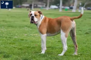 Read more about the article American Bulldog breeders and puppies in South Carolina
