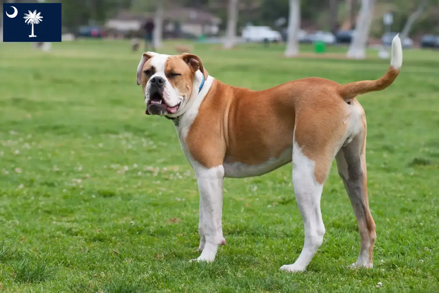 American Bulldog puppies and breeders South Carolina Find American Bulldogs breeders in South Carolina.