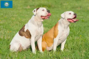 Read more about the article American Bulldog breeders and puppies in South Dakota