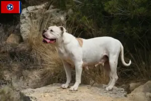 Read more about the article American Bulldog breeders and puppies in Tennessee